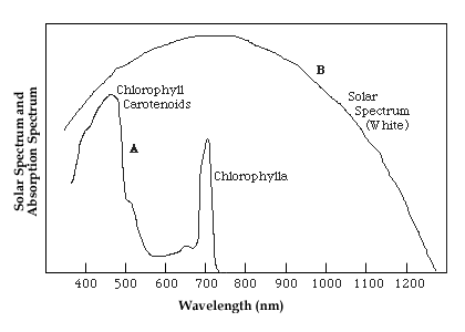 Absorption spectrum of chlorophyll versus the solar spectrum.