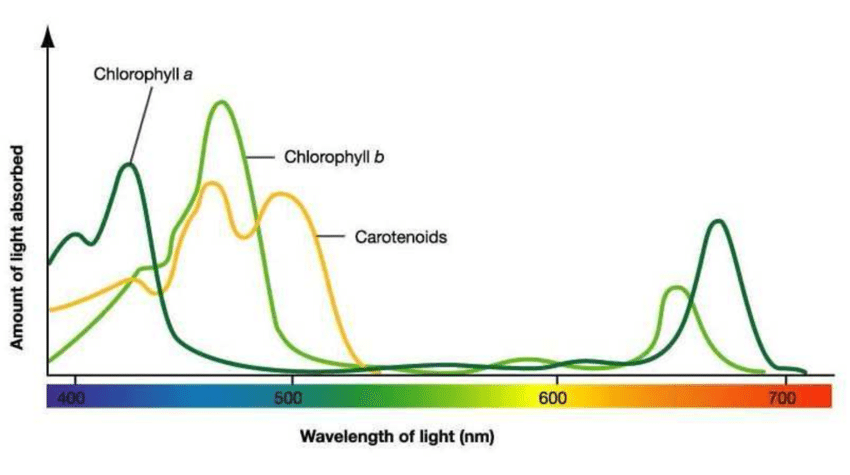 Chlorophyll A Absorbs Light At Wavelength Of